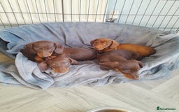 Miniature Dachshund dogs for sale: Miniature Dachshunds  in Diss - Image 1