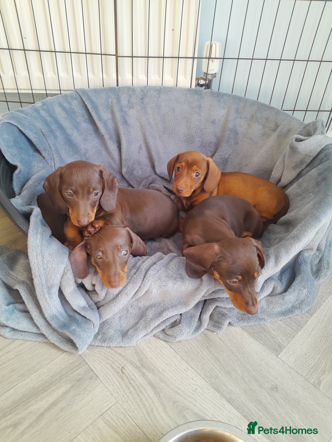 Miniature Dachshund dogs for sale: Miniature Dachshunds  in Diss - Image 1