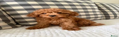 Cockapoo 4