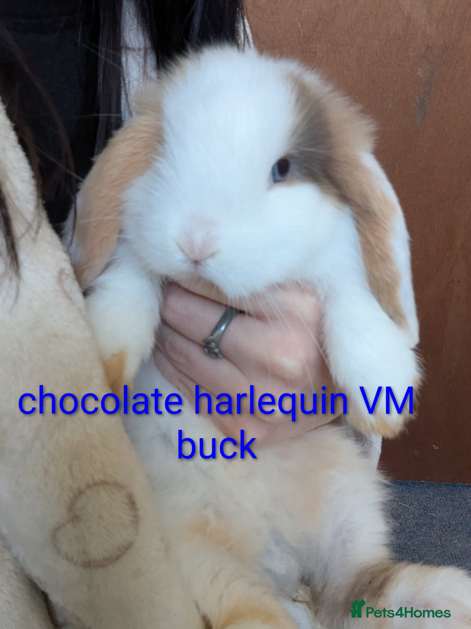 Mini Lop rabbits Pure bred minilops - Advert 3