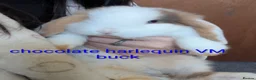 Mini Lop rabbits for sale: Pure bred minilops - Advert 10