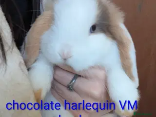 Mini Lop rabbits Pure bred minilops - Advert 1