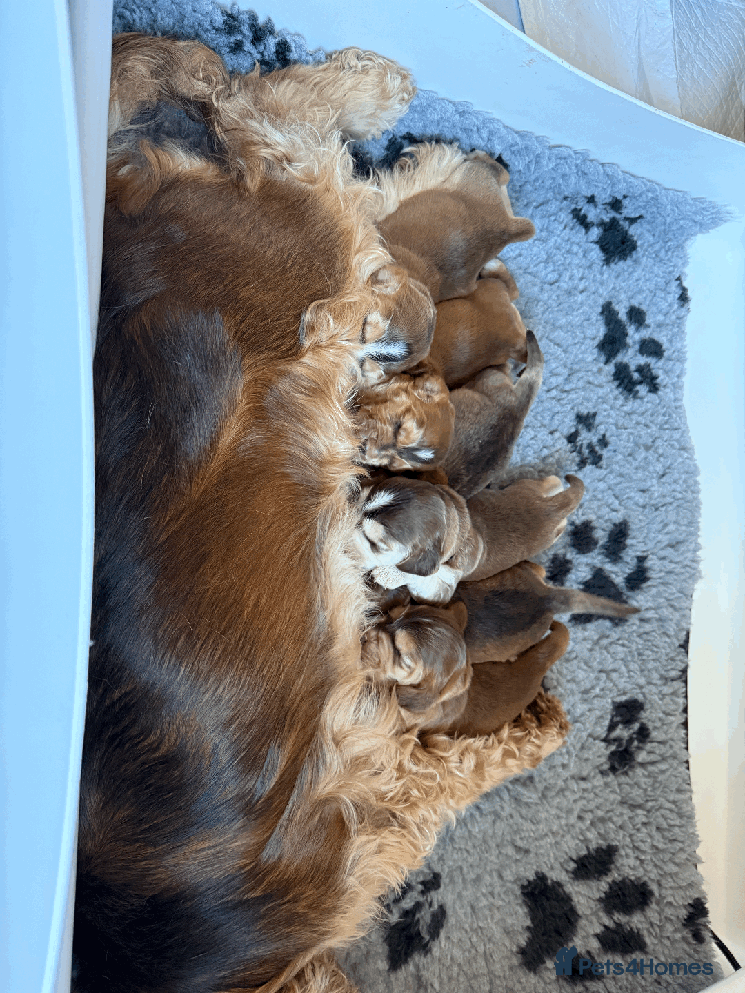 Cocker Spaniel dogs for sale: Cocker Spaniel Pups, KC, Health Tested, Champ Line - Image 15