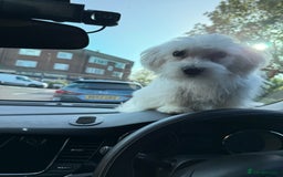 Maltese dogs for sale: Maltese puppies  - Image 17