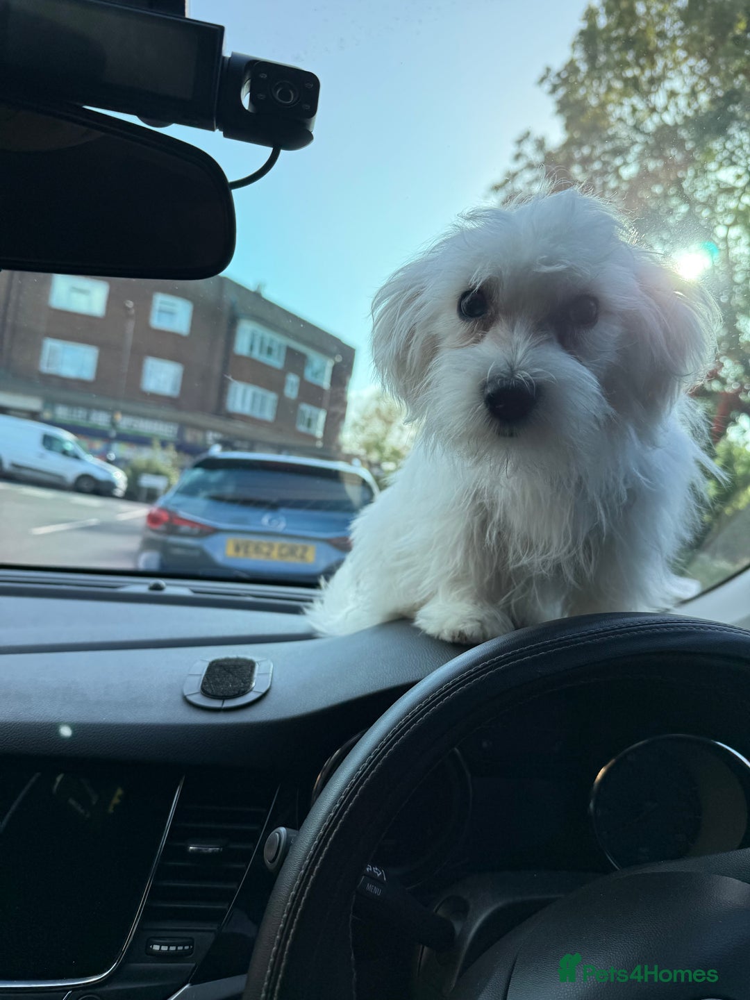 Maltese dogs for sale: Maltese puppies  - Image 17