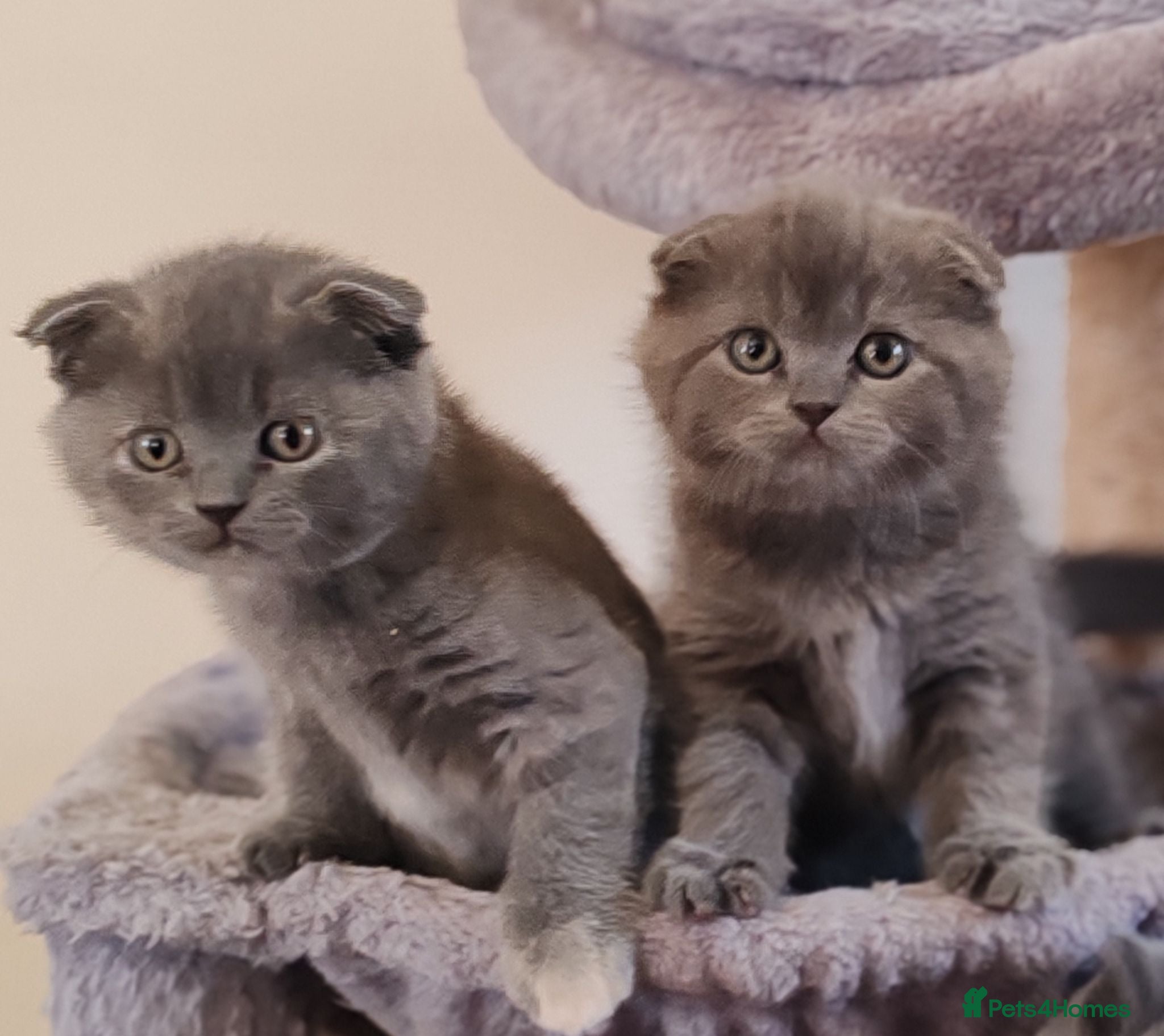 Scottish Fold cats Adorable kittens Scottish fold x BSH - Advert 1