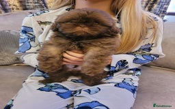 Shih Tzu dogs for sale: Stunning shihtzu puppy - Image 8
