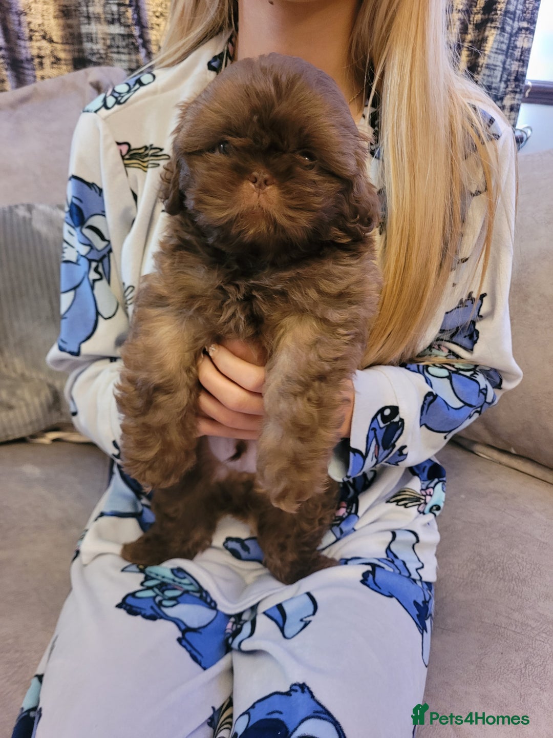 Shih Tzu dogs for sale: Stunning shihtzu puppy - Image 8