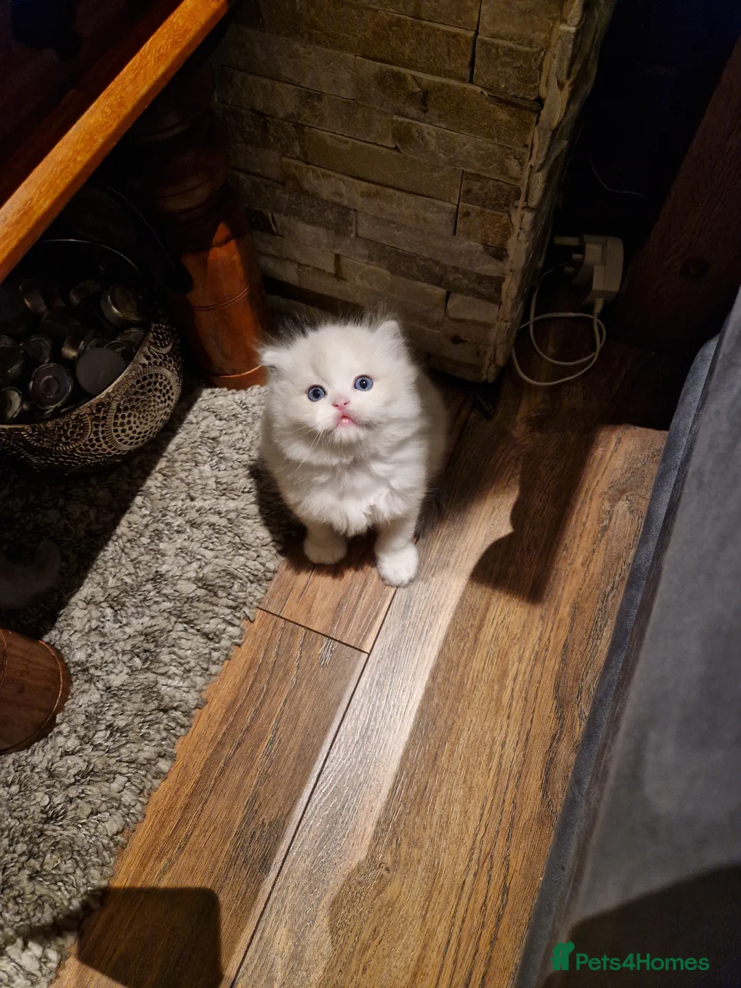 Ragdoll cats for sale: Show quality Ragdoll kittens  - Advert 8