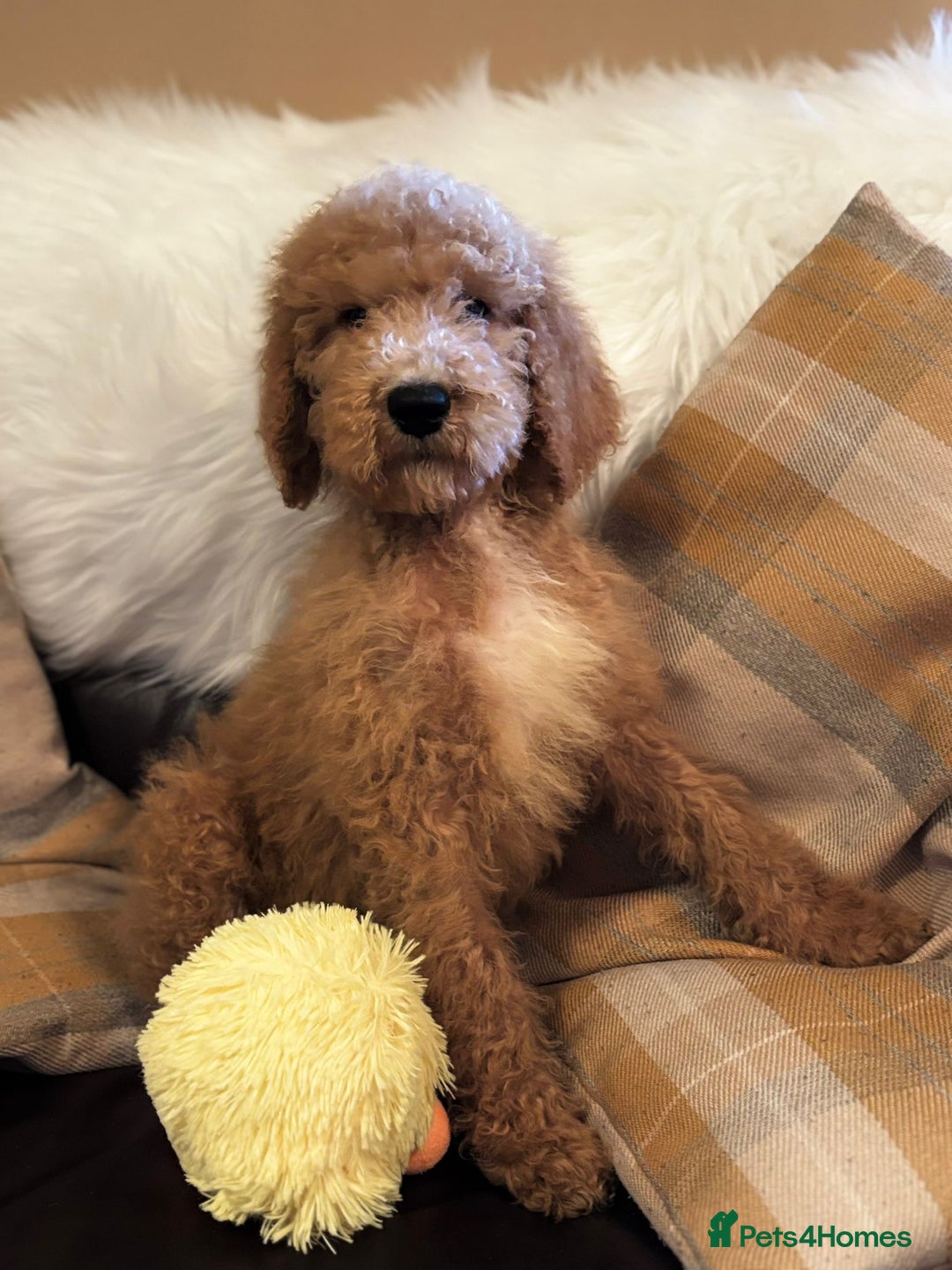 Bernedoodle dogs for sale: Bernedoodle standard F1b pups fluffy teddy bears - Advert 4