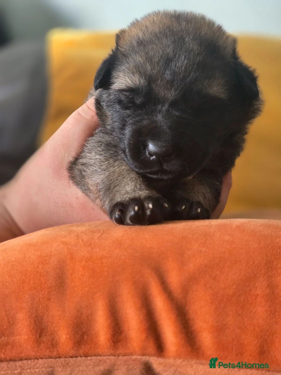 Mixed Breed dogs for sale: German shepherd x malinois  - Advert 16