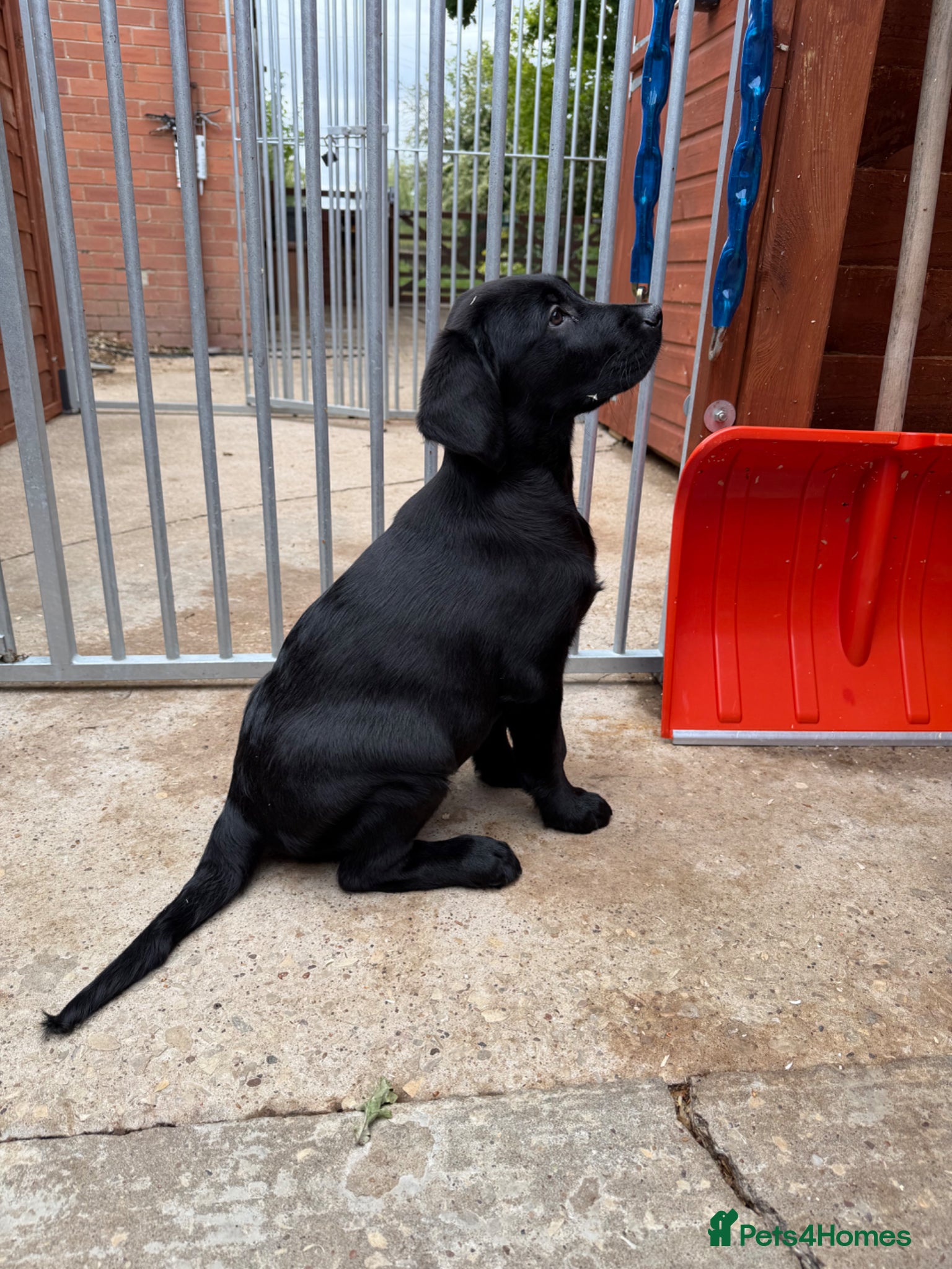 Goldador dogs Stunning Puppies  Ready For Their Forever Homes - Advert 5