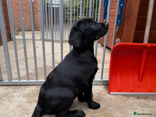Goldador dogs Stunning Puppies Ready For Their Forever Homes - Advert 5