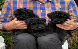 Kerry Blue Terrier dogs for sale: Kerry blue terrier puppies - Image 2