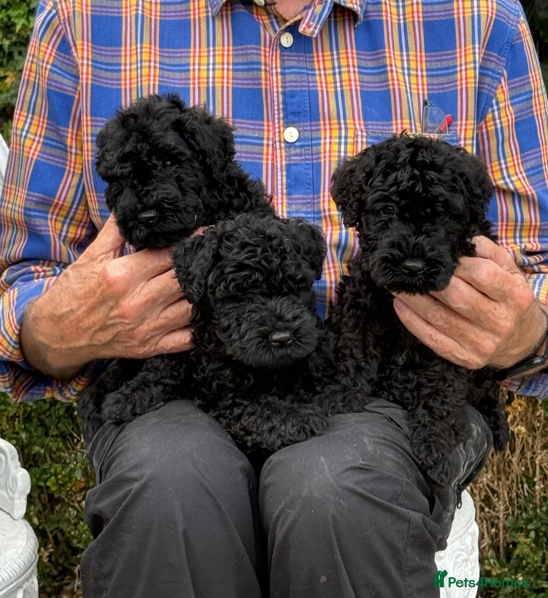Kerry Blue Terrier dogs for sale: Kerry blue terrier puppies - Image 2
