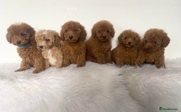 Miniature Poodle dogs - Advert 10