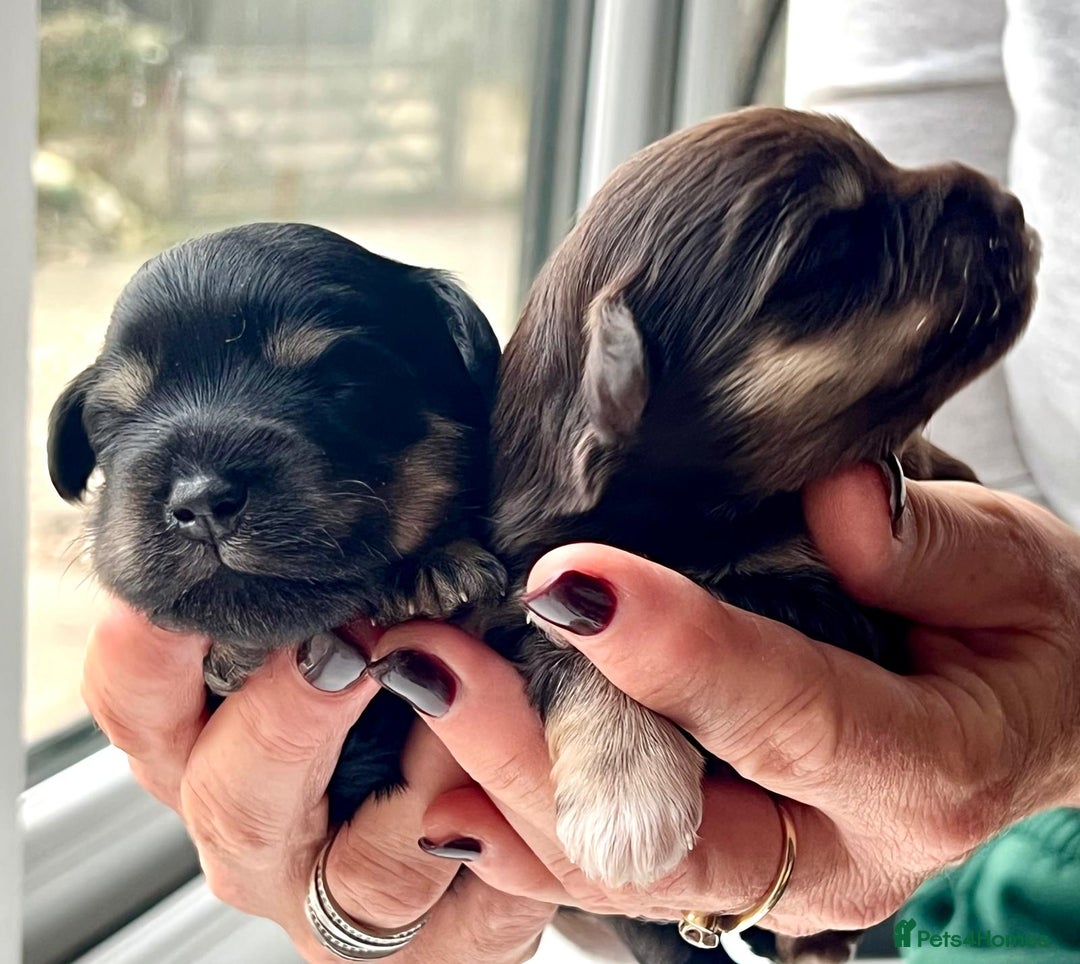 Miniature Schnauzer dogs for sale: Gorgeous KC Reg Health Tested, Mini Schnauzer Pups - Advert 8