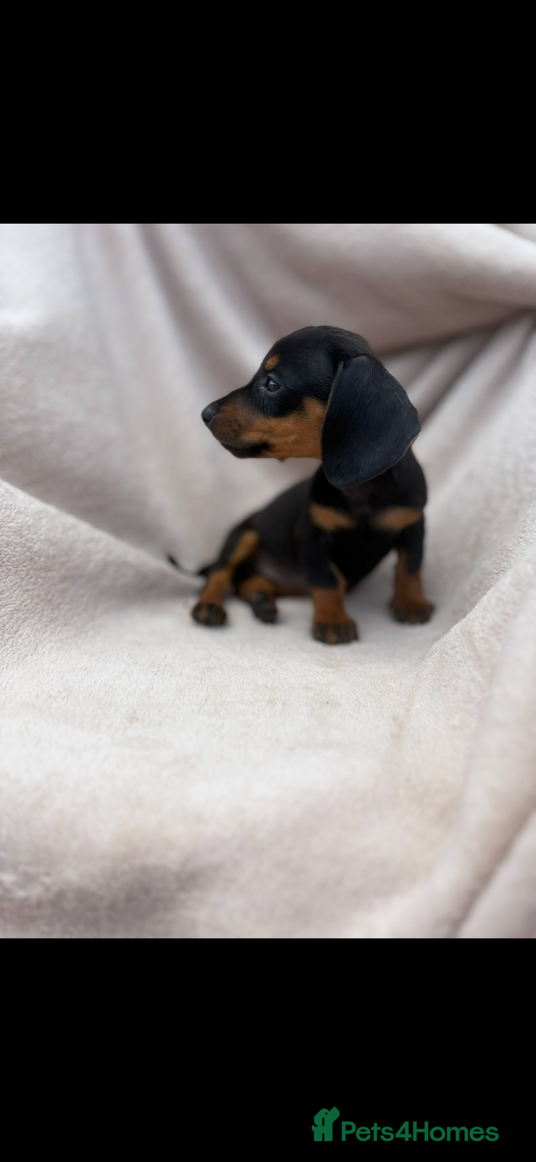 Miniature Dachshund dogs for sale: Beautiful babies ready for there5⭐️ home - Advert 2