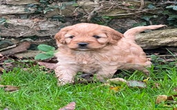 Cockapoo dogs for sale: F1b Toy Cockapoos 5⭐️ Licensed Breeder DNA Clear - Image 17