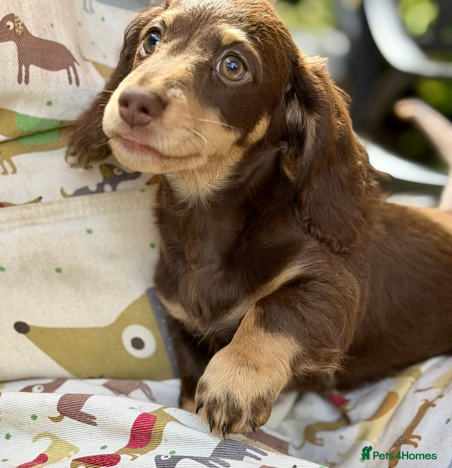 Miniature Dachshund dogs  8 BEAUTIFUL KC Reg Pups Miniature Dachshund - Advert 2