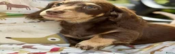 Dachshund dogs for sale:  LAST 3 Unique Dachshund Miniature KC Pups - Advert 19