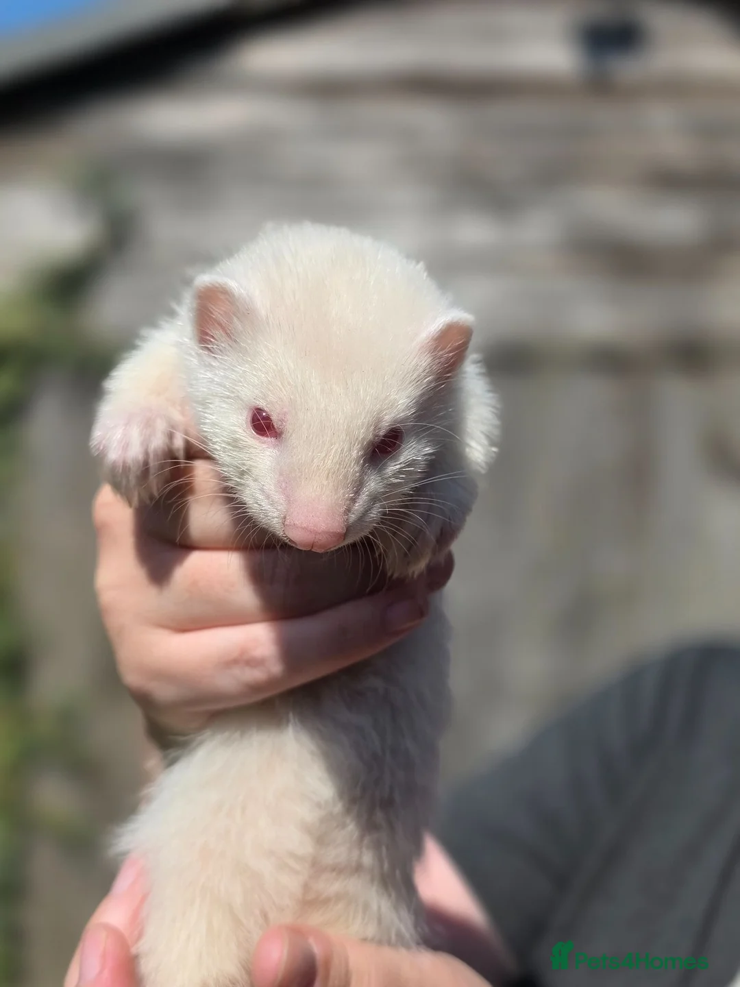Ferret rodents for sale: Baby ferrets for sale ready to go now - Advert 2