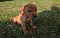 Labrador Retriever dogs for sale: KC Registered Fox Red Labrador Puppies - Image 8