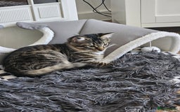 Ragdoll cats for sale: 2 beautiful kittens free to a good home - Image 6
