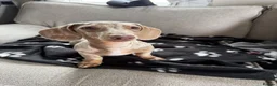 Miniature Dachshund dogs for sale: Isabella Tan Miniature dachshund  in Skegness - Advert 3