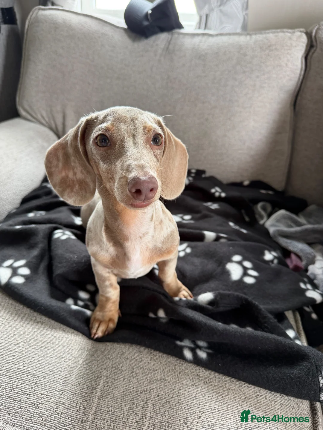 Miniature Dachshund dogs for sale: Isabella Tan Miniature dachshund  in Skegness - Advert 3