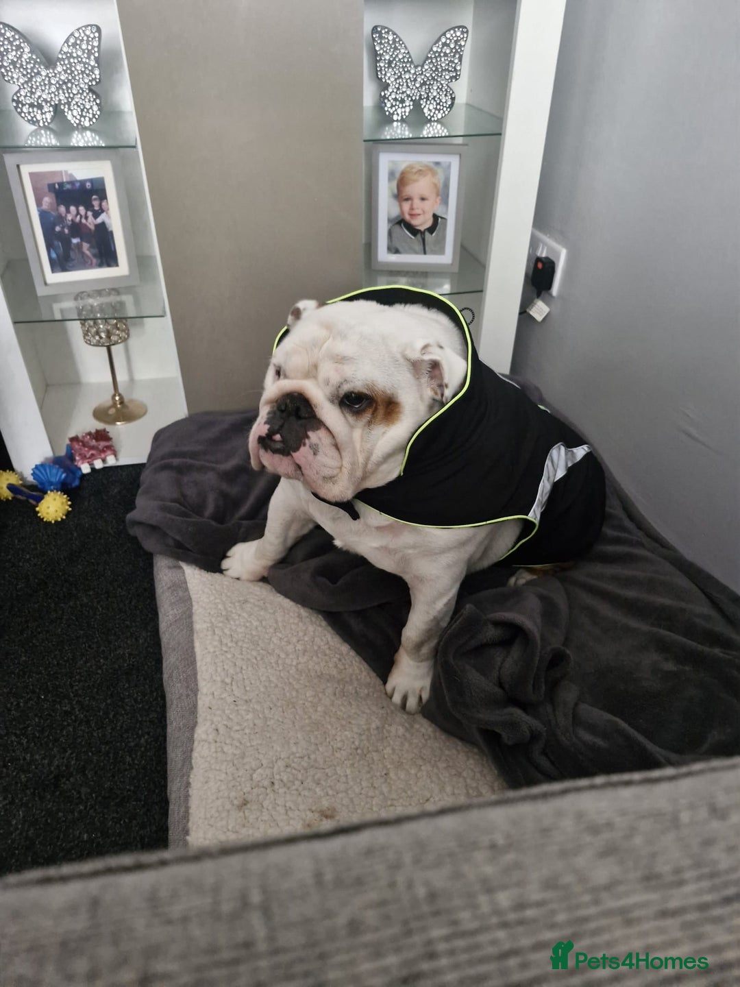 English Bulldog dogs for sale: Neil  - Image 4
