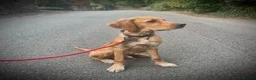 Mixed Breed dogs for sale: 21-week-old puppy looking for an experienced home in Frodsham - Advert 6