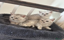 British Shorthair cats for sale: Lap cat British shorthair  - Image 3
