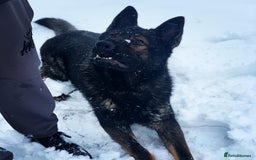 German Shepherd dogs for stud: DDR GERMAN SHEPHERD UP FOR STUD!! - Image 6