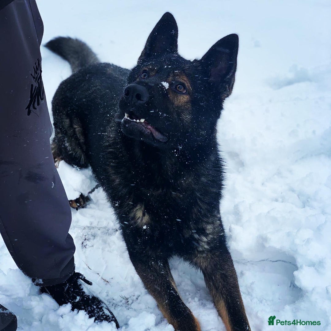 German Shepherd dogs for stud: DDR GERMAN SHEPHERD UP FOR STUD!! - Image 6