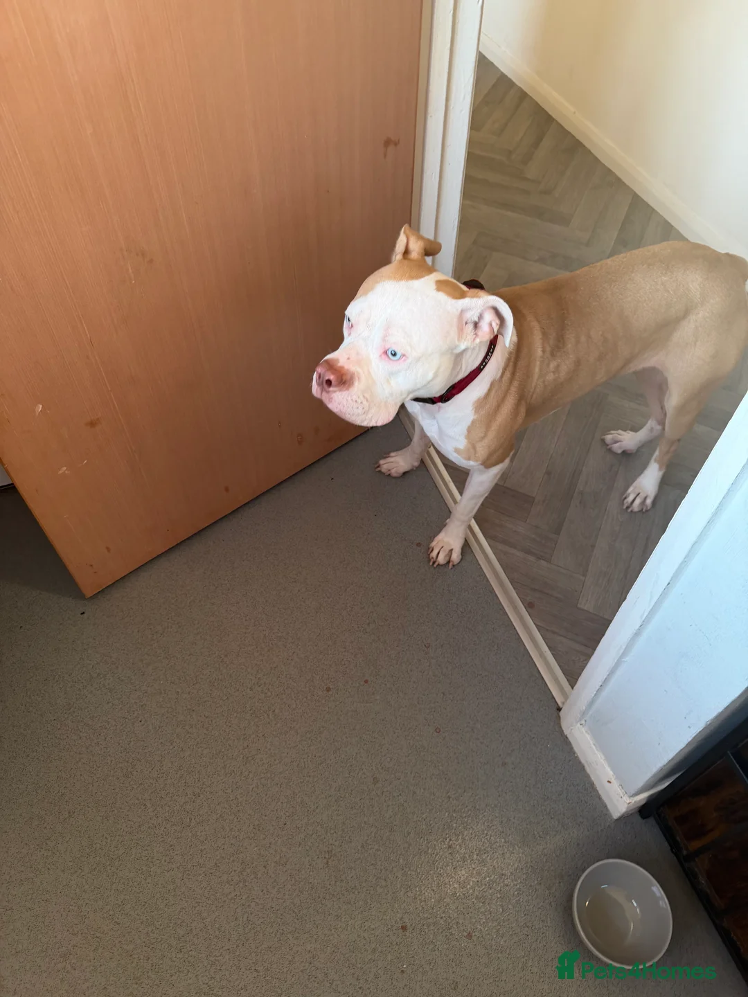 American Bulldog dogs for sale: Cara  in Oakham - Advert 2