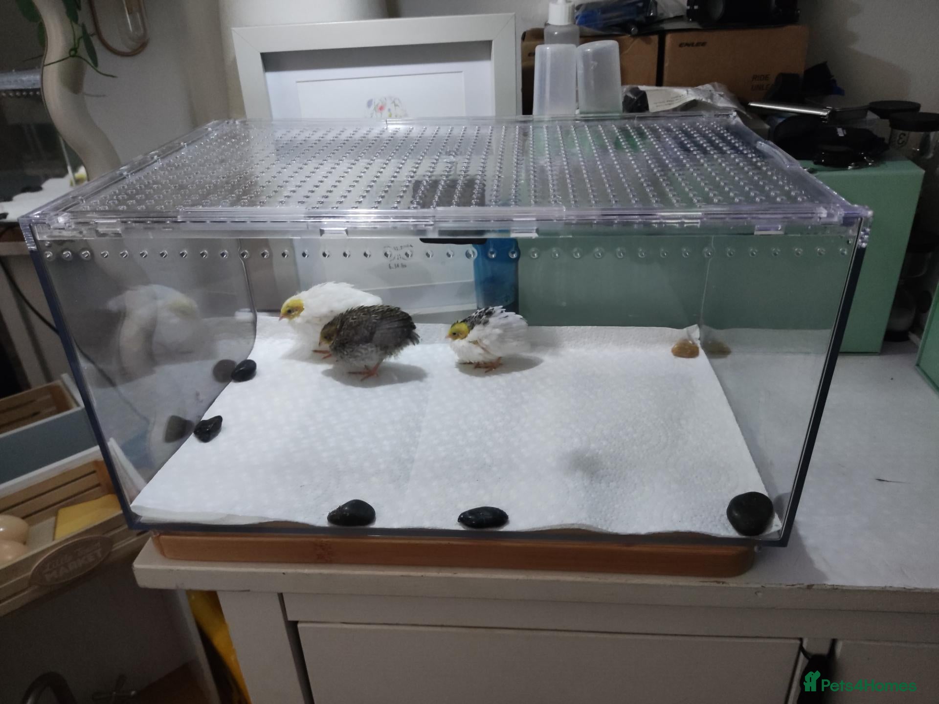 Mixed Breed birds Button Quail Chicks  - Advert 4
