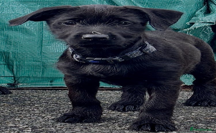 Mixed Breed dogs - Advert 2