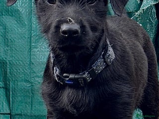 Mixed Breed dogs - Advert 13