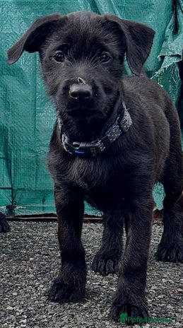 Mixed Breed dogs - Advert 3