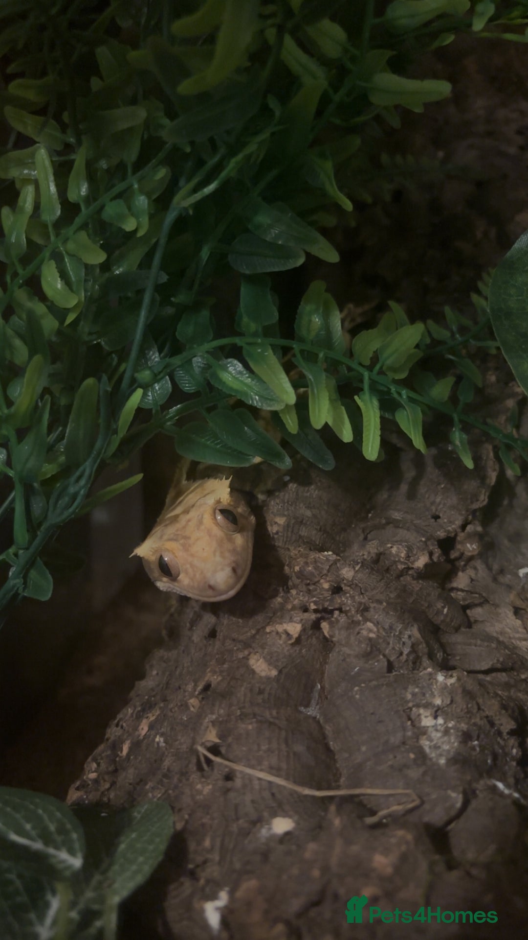 Gecko reptiles for sale: Beautiful handleable crested gecko (with enclosure - Advert 2