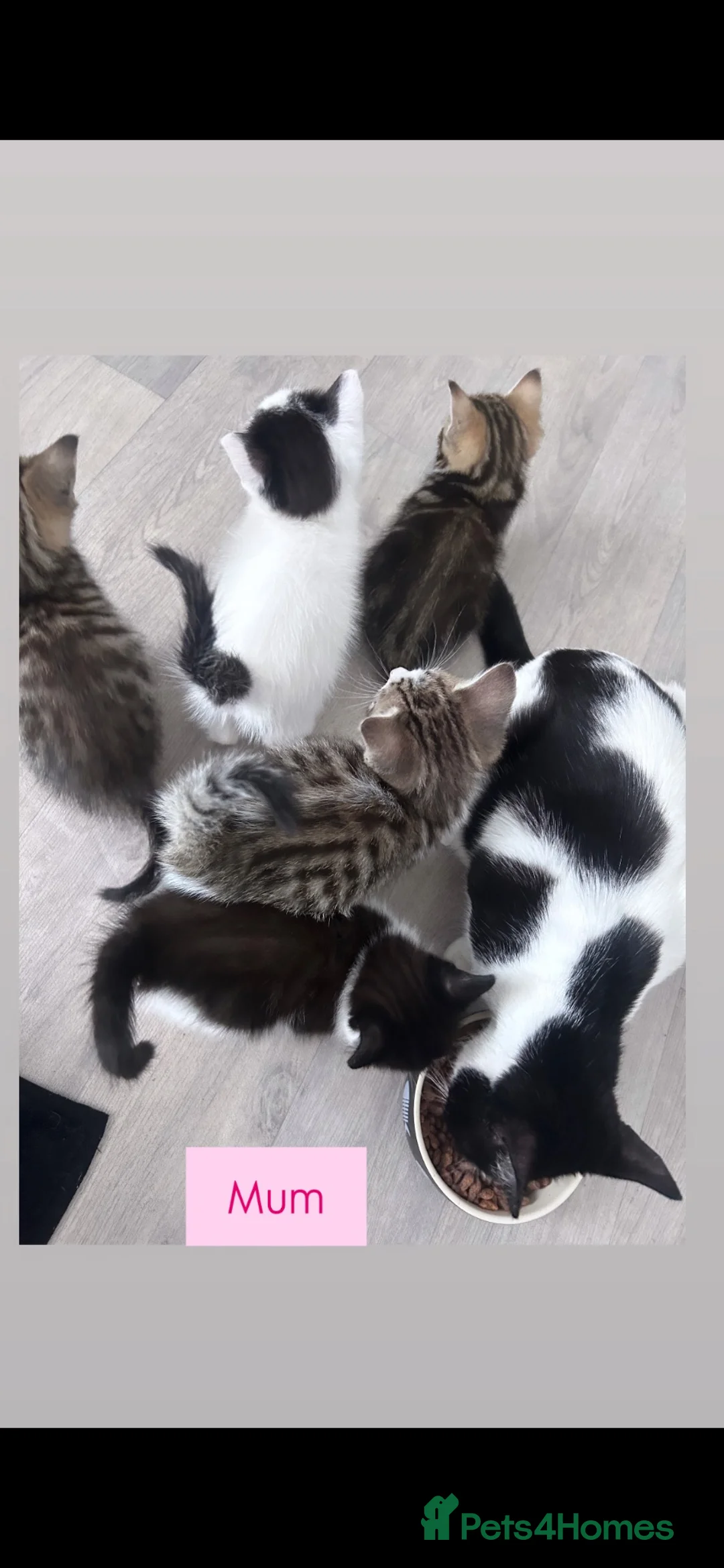 Mixed Breed cats for sale: 4 Gorgeous kittens for sale. - Advert 6