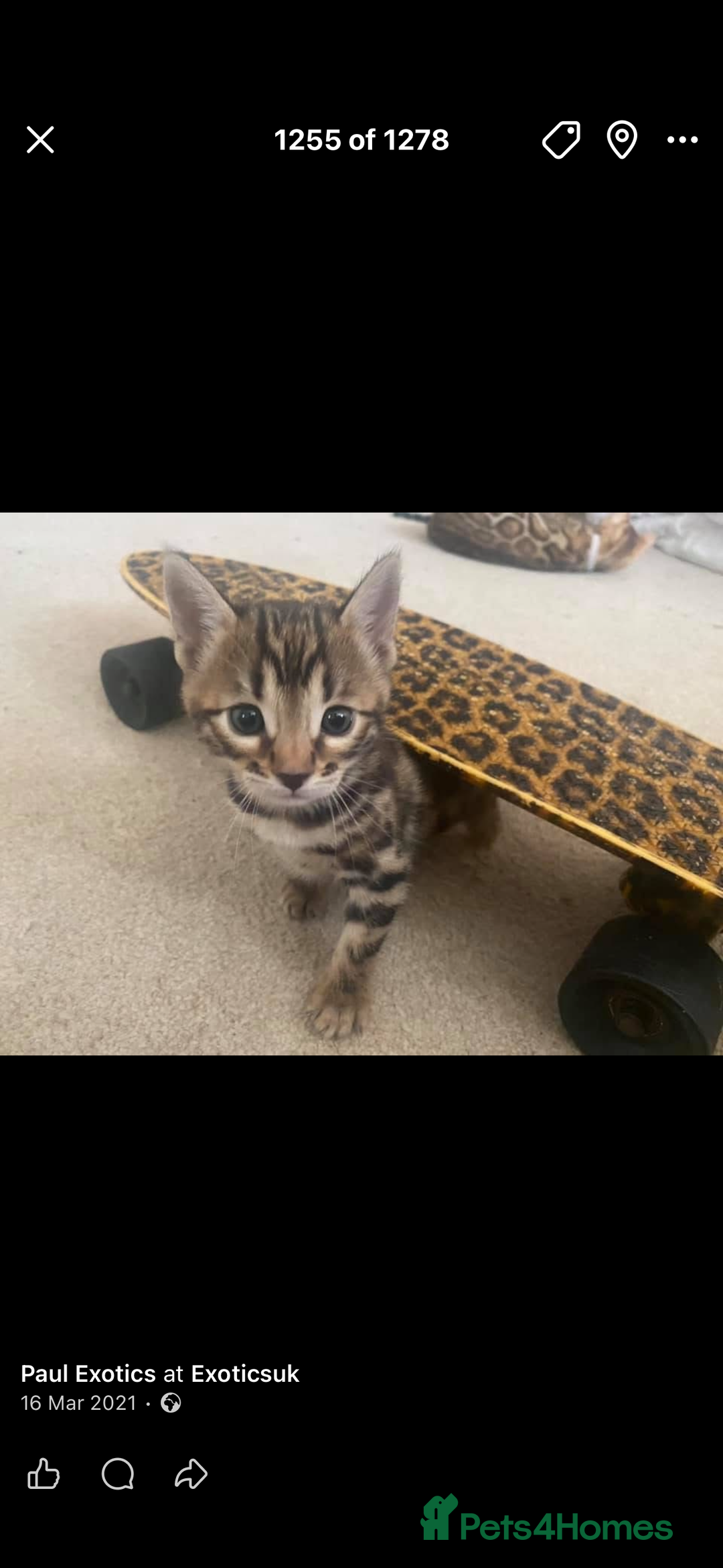 Bengal cats for sale: Well socialised kittens & retired breeding females - Advert 25