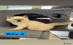 Ragdoll cats for sale: *stunning* litter of 7 ragdoll kittens  - Image 9