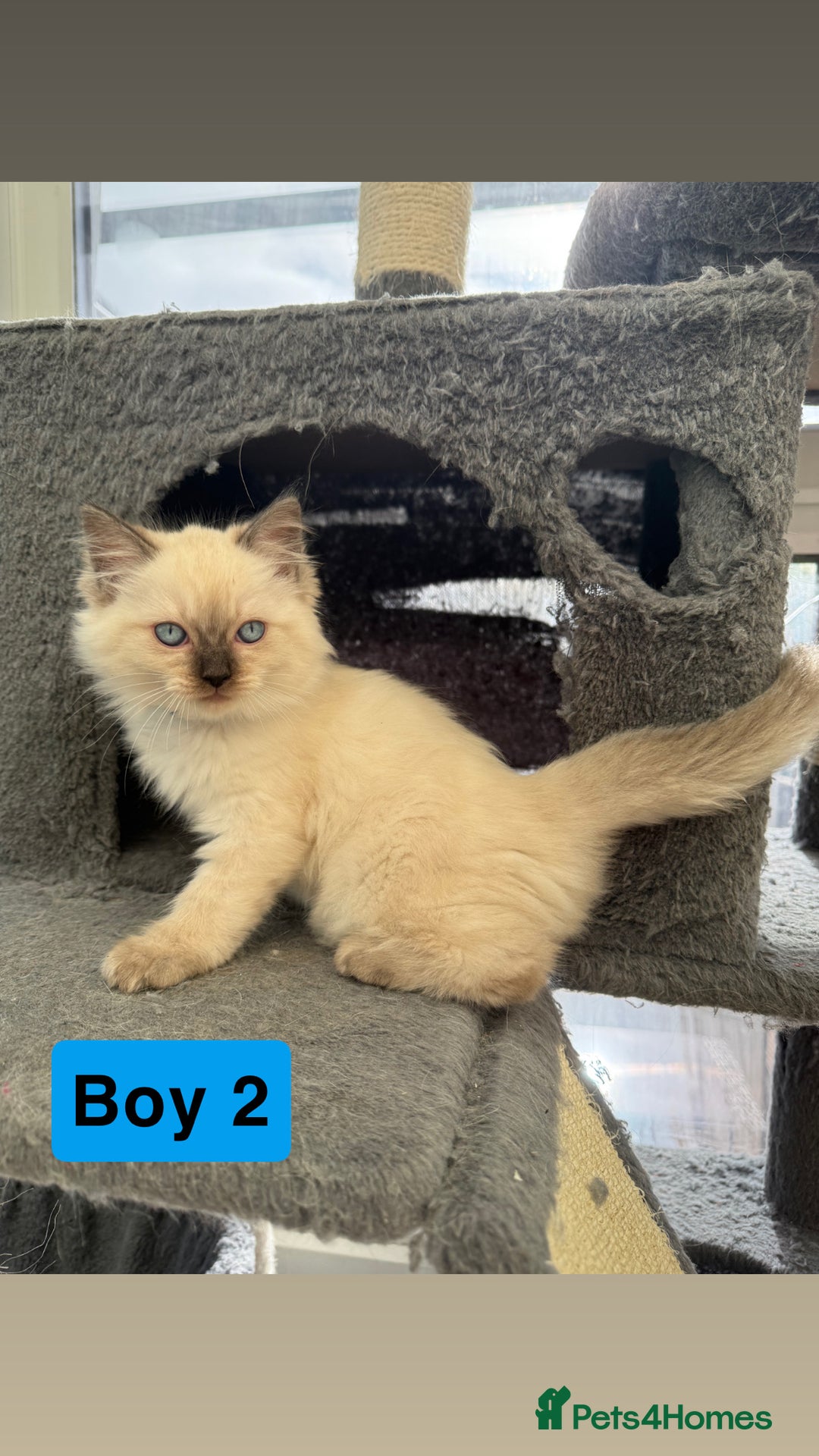 Ragdoll cats for sale: *stunning* litter of 7 ragdoll kittens  - Image 9
