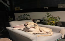 Mixed Breed dogs for sale: Husky and Labrador mix breed (Haskador) - Image 7