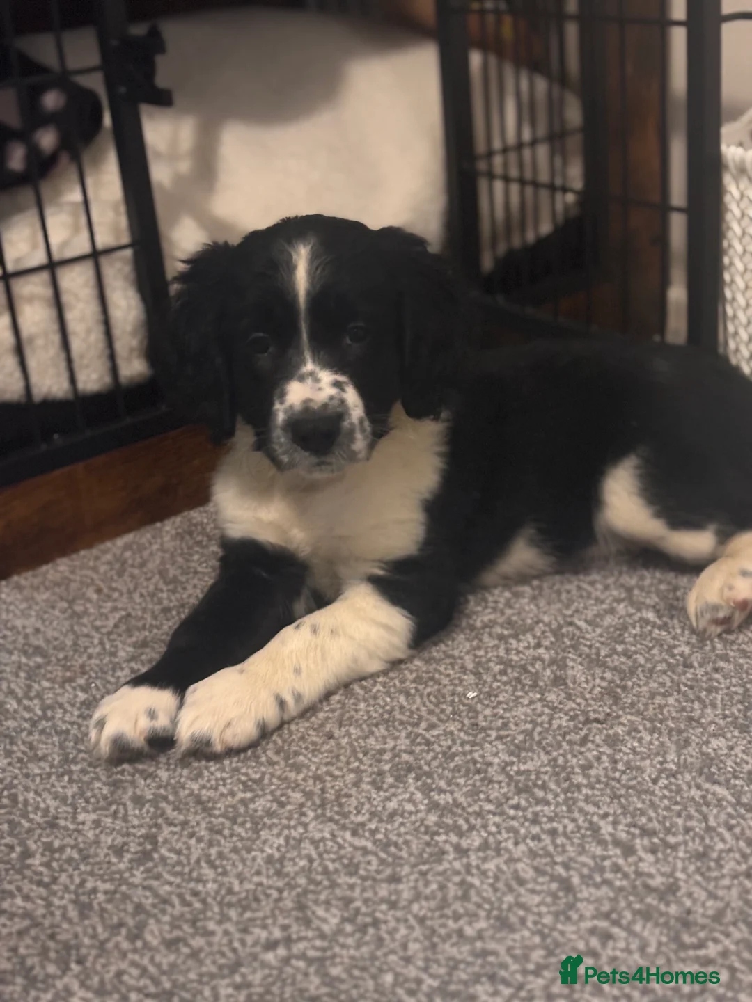 Mixed Breed dogs for sale: Cocker spaniel x collie - Advert 2