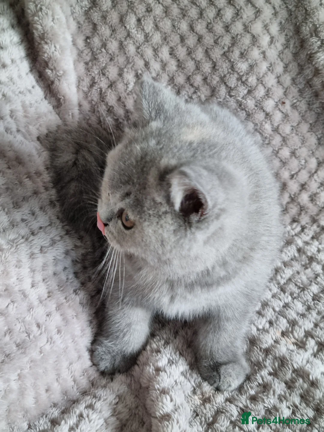 British Shorthair cats for sale: British blue/cream tortie girl.  - Advert 7