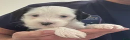 Tibetan Terrier dogs for sale: KC reg Tibetan terrier puppies  - Advert 16