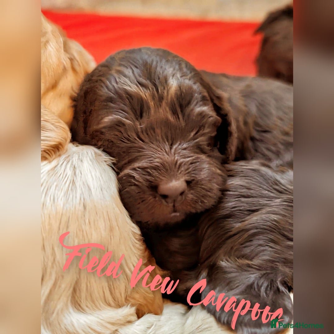 Cavalier King Charles Spaniel dogs for stud: 1st KC Registered Chocolate Cavalier Stud In UK!!  in Sutton Coldfield - Advert 18